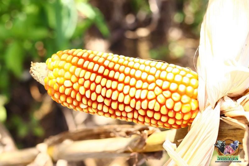 Coleta de Experimentos - 2ª Abertura da Colheita do Milho